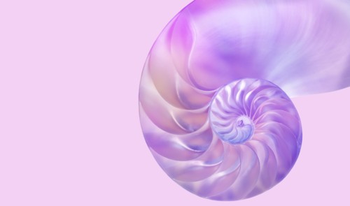Nautilus shell on pink background