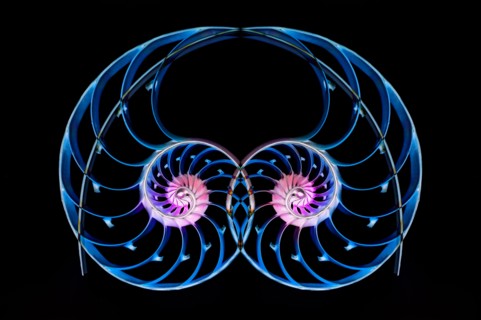 Nautilus shells on black background