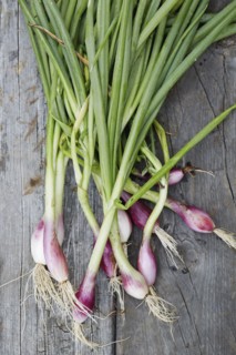 Ramps with roots and stems on wooden table