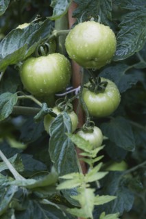 Green tomatoes on vine