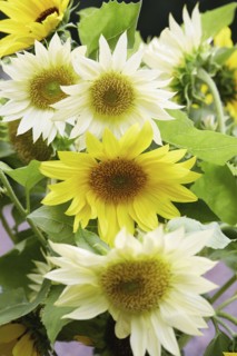 Sunflowers in garden