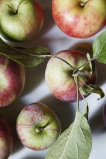 Close up of freshly harvested apples