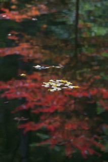 USA, Georgia, Leaves floating on water surface reflecting Autumn colored tree