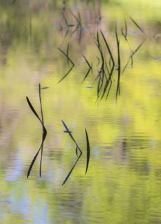 USA, Georgia, Grass in calm pond