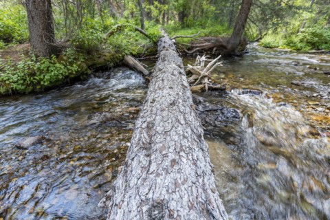 USA, Idaho, Sun Valley, Fallen tree over river in forest