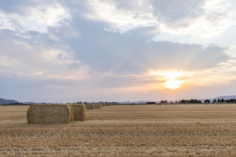 USA, Idaho, Bellevue, Bales of hay in field at sunset