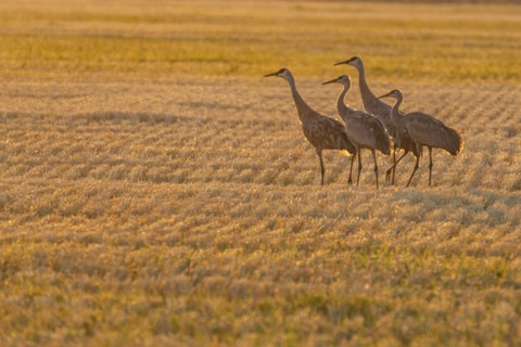 USA, Idaho, Bellevue, Sandhill cranes (Antigone canadensis) in stubble field