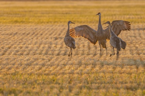 USA, Idaho, Bellevue, Sandhill cranes (Antigone canadensis) in stubble field