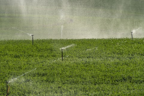 USA, Idaho, Bellevue, Sprinklers in field