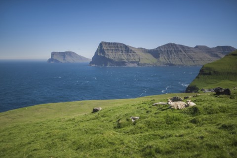 Denmark, Faroe Islands, Klaksvik, Trollanes, Sheep lying on coast