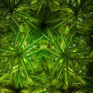Close-up of tropical leaves