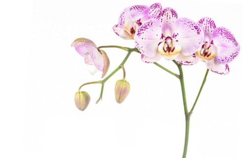 Studio shot of purple orchid