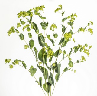 Studio shot of green leafy plant