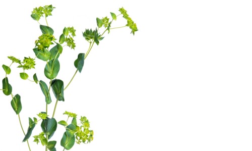 Studio shot of green leafy plant