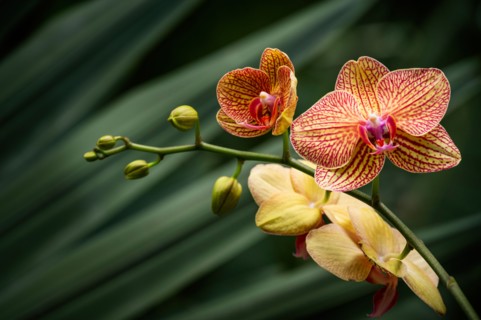 Yellow and orange orchid against green tropical leaves