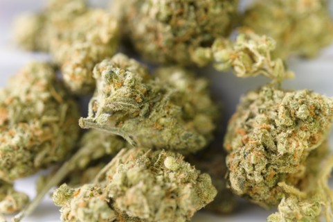Close-up of cannabis buds