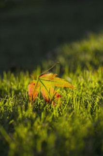 Fallen maple leaf on grass