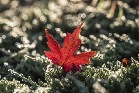 Fallen maple leaf on grass