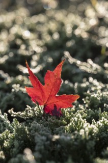 Fallen maple leaf on grass
