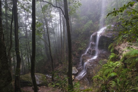 Misty rain forest with waterfall in Blue Mountains National Park