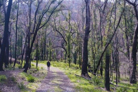 Woman hiking around Ganguddy-Dunns Swamp