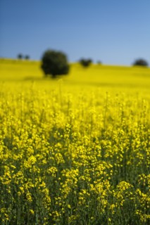 Yellow turnip field with blue sky