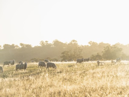 Sheep grazing at sunset