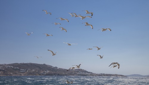 Seagulls flying over sea