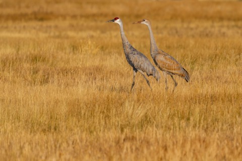 Sandhill Cranes (Antigone canadensis) walking in grass