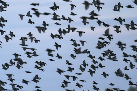 Flock of birds in flight