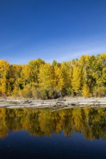 Yellow autumn trees in forest reflecting in river