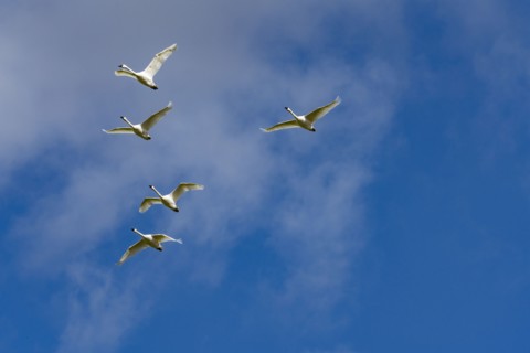 Flock of Trumpeter Swans
