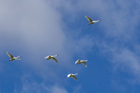 Flock of Trumpeter Swans