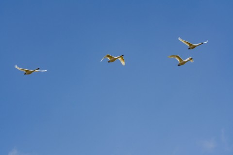 Flock of Trumpeter Swans