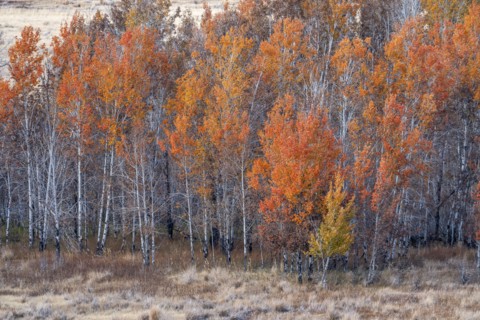 Colorful trees in forest in autumn
