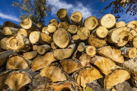Stack of firewood
