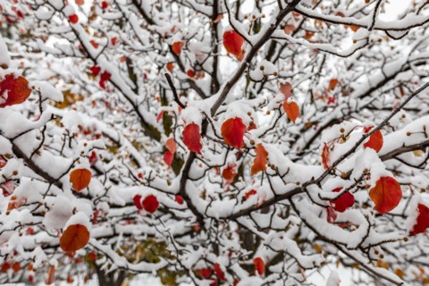 Red autumn leaves on tree covered with snow