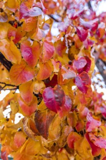 Close up of colorful autumn leaves on branch