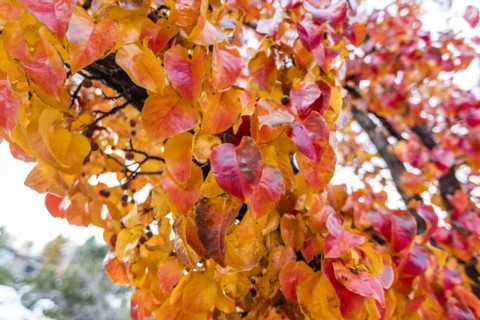 Close up of colorful autumn leaves on branch