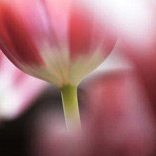 Close-up of defocused pink tulips