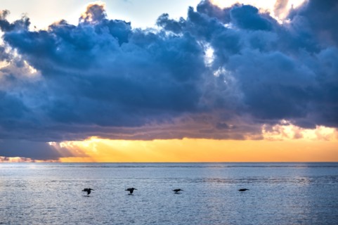 Dramatic sunset sky over sea with silhouettes of flying pelicans
