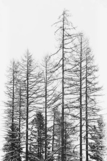 Tamaracks in winter