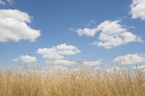 Field of tall grass