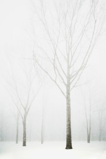 Trees in winter fog