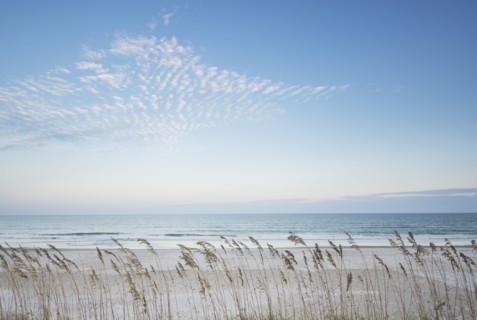 Tall grass on beach