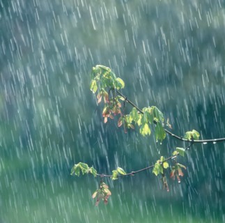Leafy branch in rain