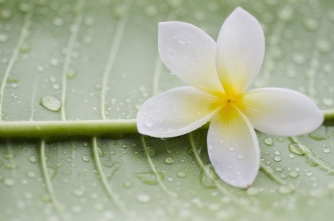 Close-up of plumeria flower