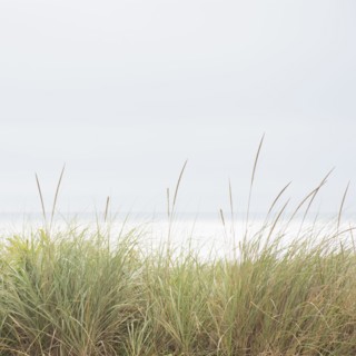 Grass on dunes