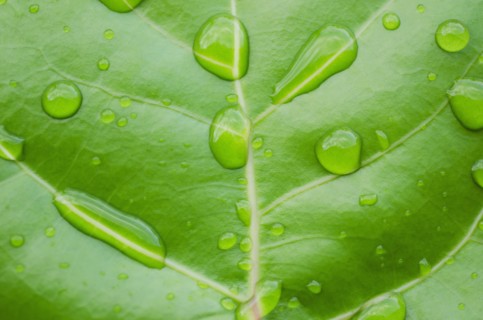 Close-up of water droplets on sea grape leaf