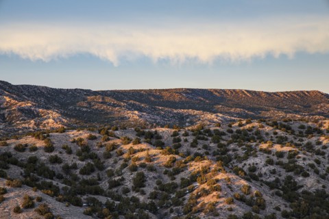 Small bushes in desert